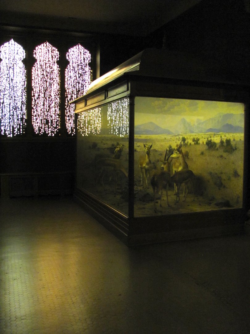 Vernay-Faunthorpe Hall of Asian Mammals Blackbuck & Chinkara Diorama