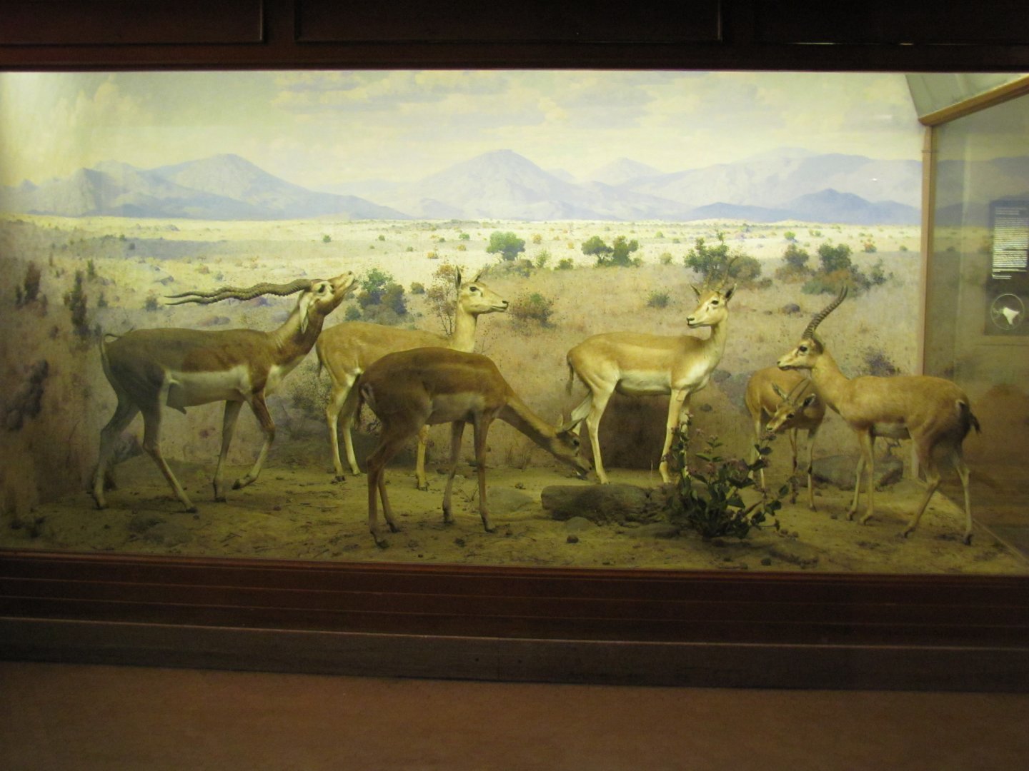 Vernay-Faunthorpe Hall of Asian Mammals Blackbuck & Chinkara Diorama