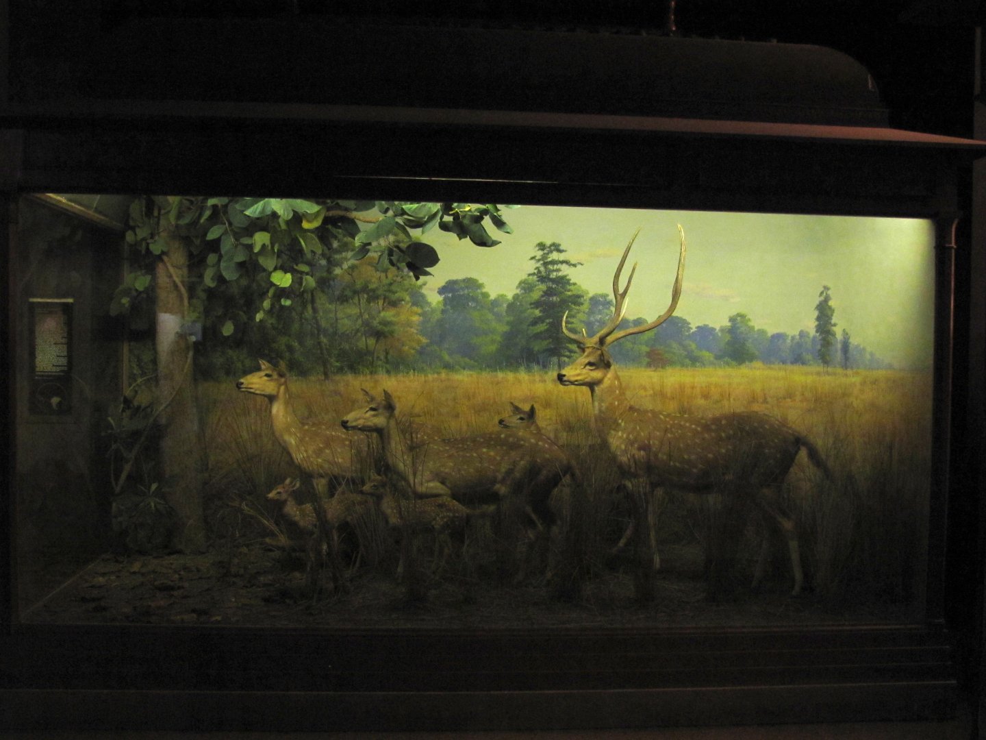 Vernay-Faunthorpe Hall of Asian Mammals Chital Diorama