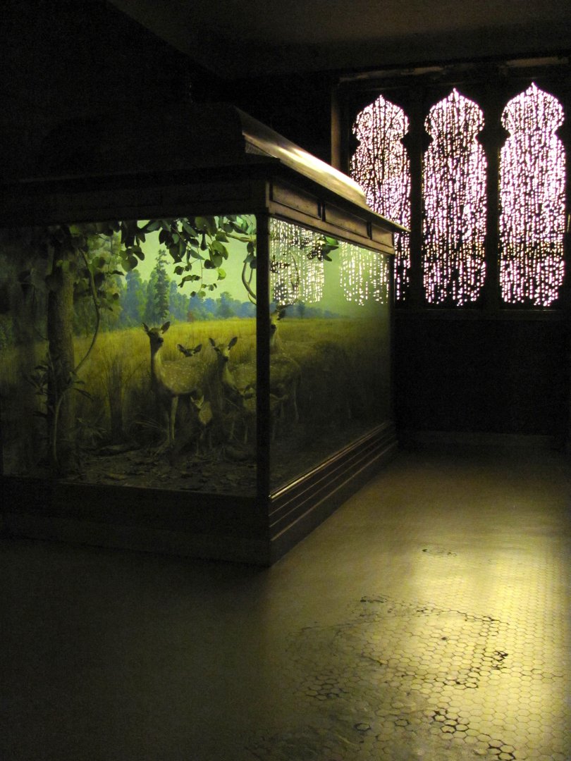 Vernay-Faunthorpe Hall of Asian Mammals Chital Diorama