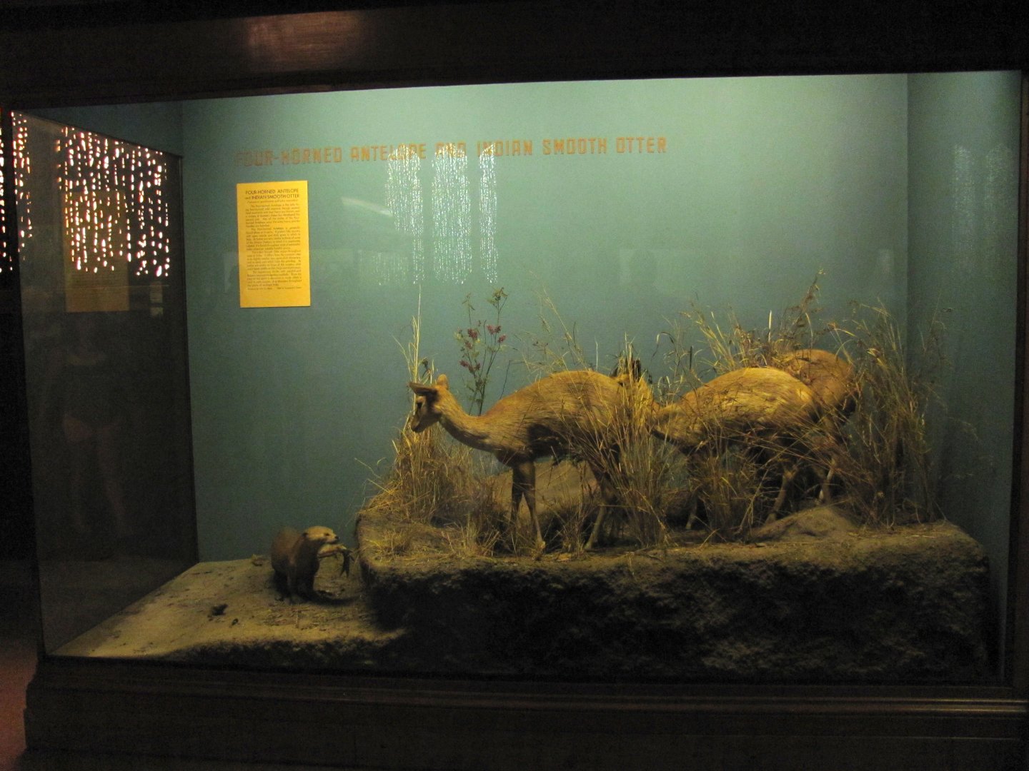 Vernay-Faunthorpe Hall of Asian Mammals Four Horned Antelope & Indian Smooth Otter