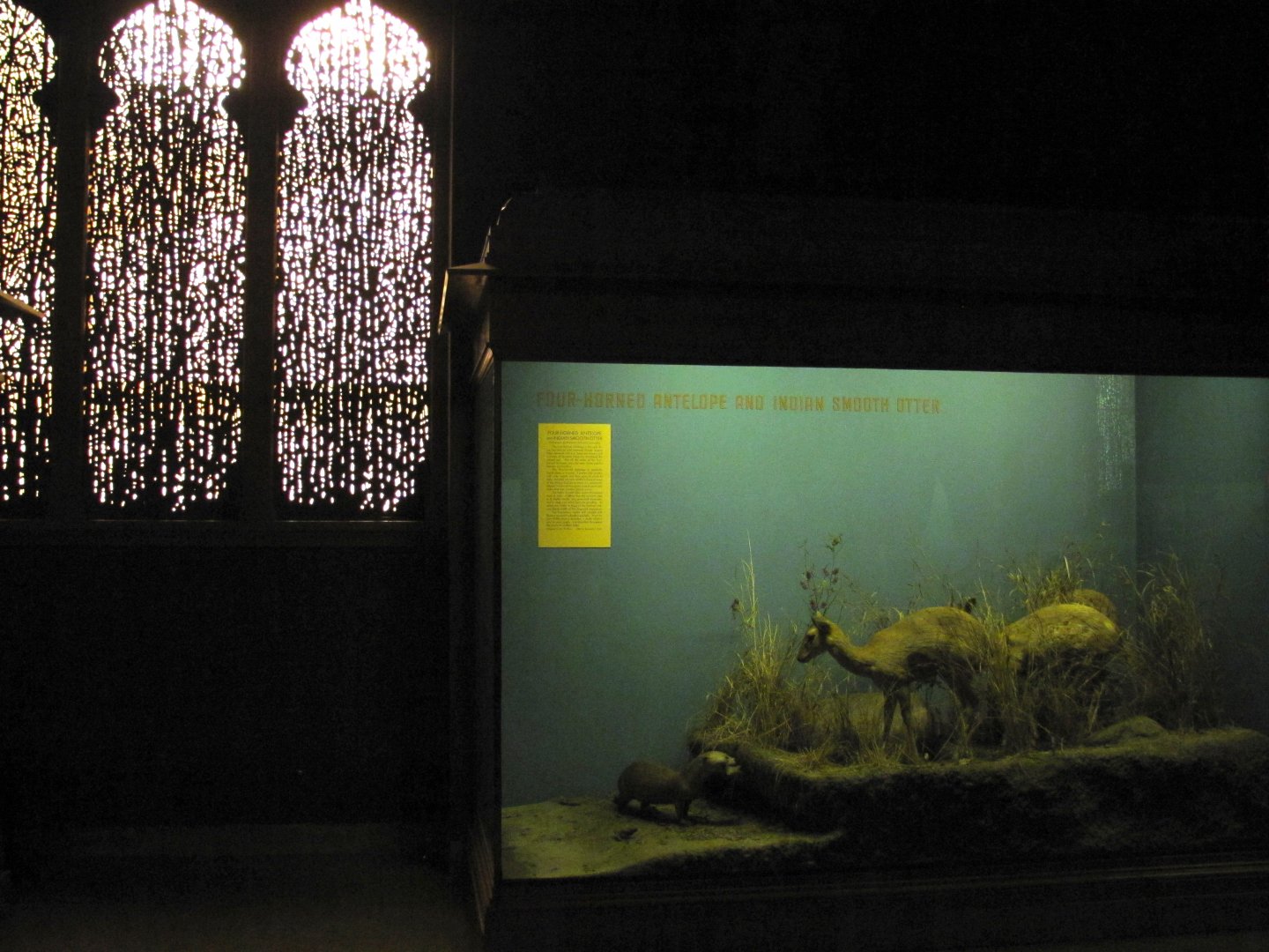 Vernay-Faunthorpe Hall of Asian Mammals Four Horned Antelope & Indian Smooth Otter