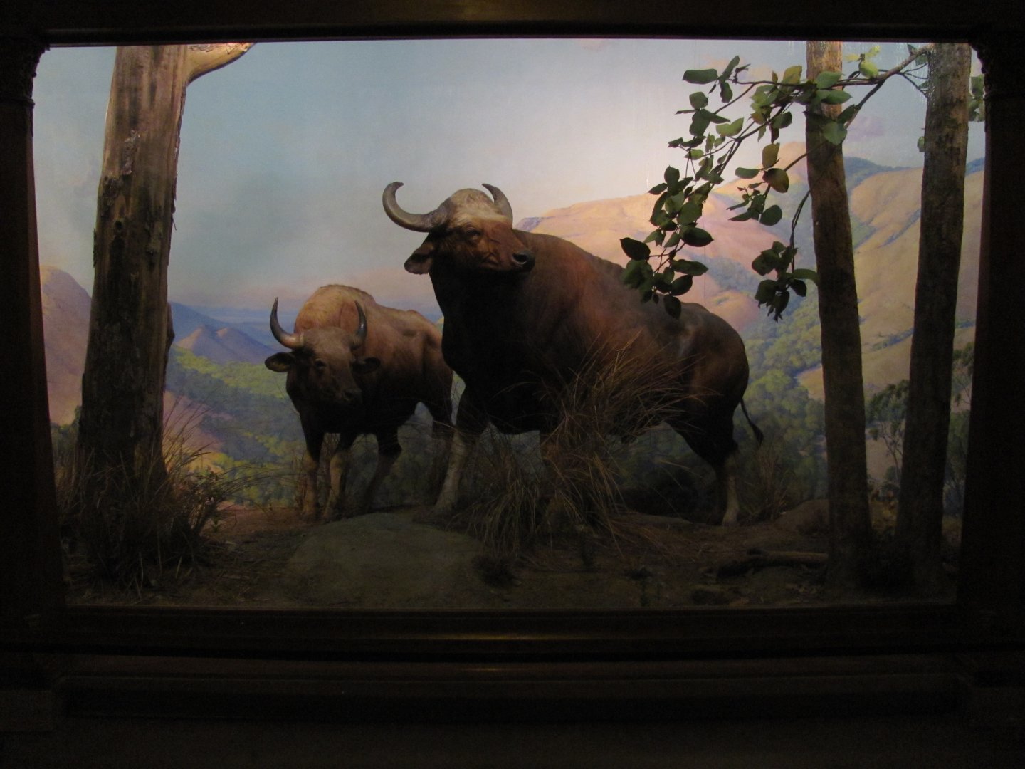Vernay-Faunthorpe Hall of Asian Mammals Gaur Diorama