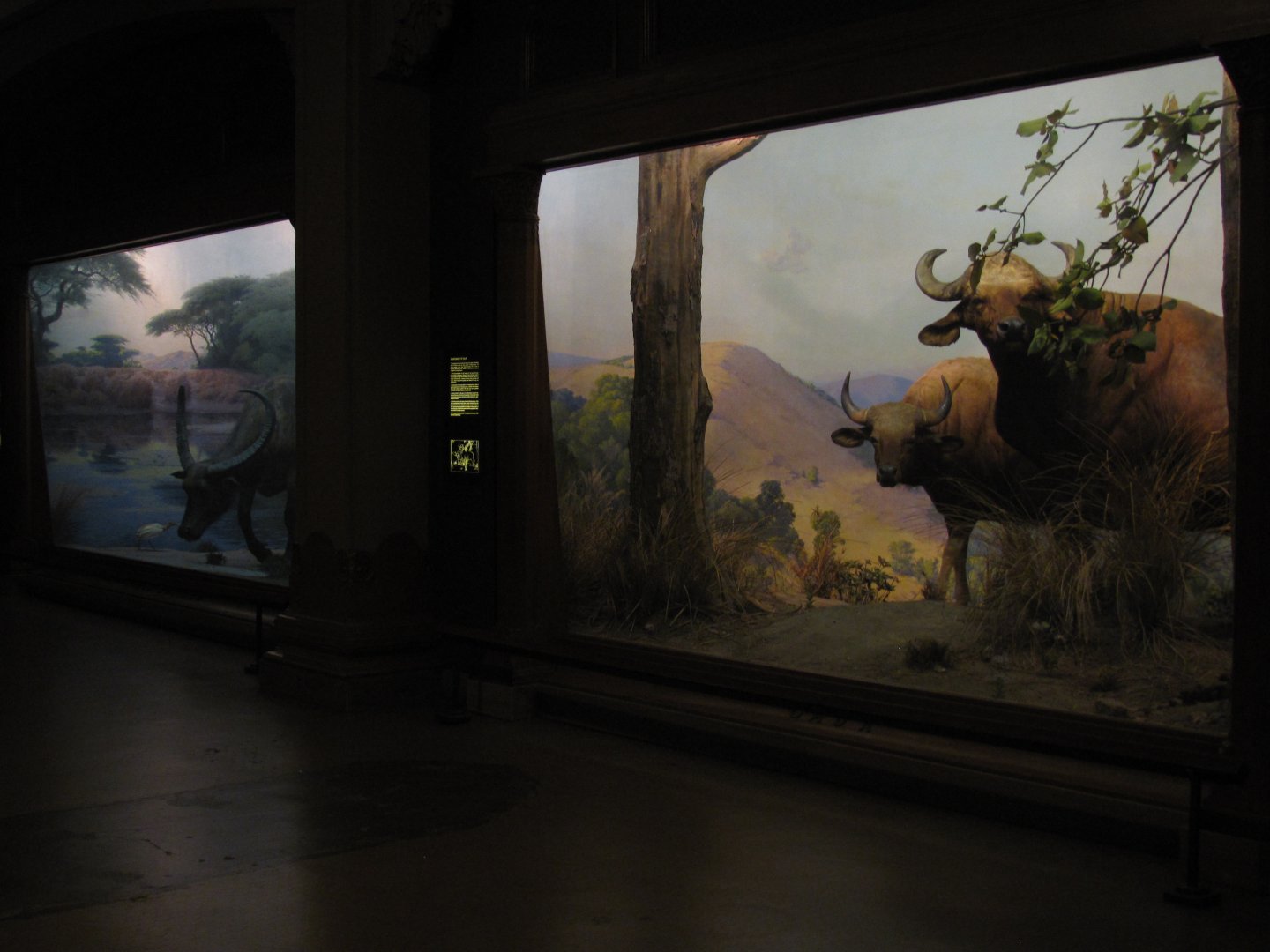 Vernay-Faunthorpe Hall of Asian Mammals Gaur & Water Buffalo Dioramas
