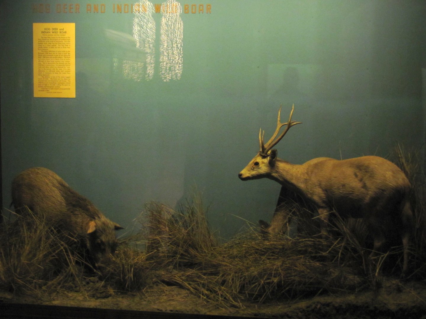 Vernay-Faunthorpe Hall of Asian Mammals Hog Deer & Indian Wild Boar