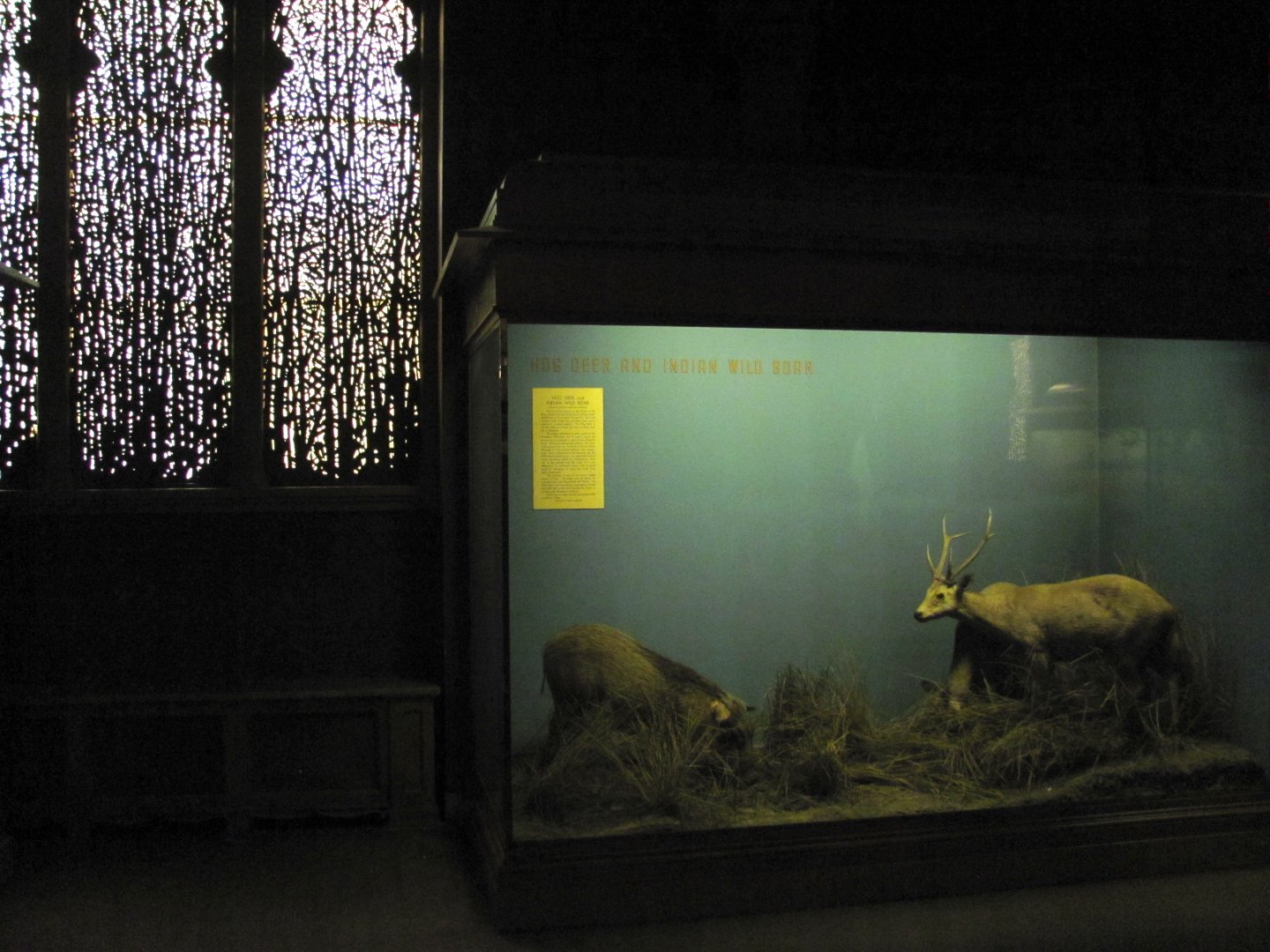 Vernay-Faunthorpe Hall of Asian Mammals Hog Deer & Indian Wild Boar