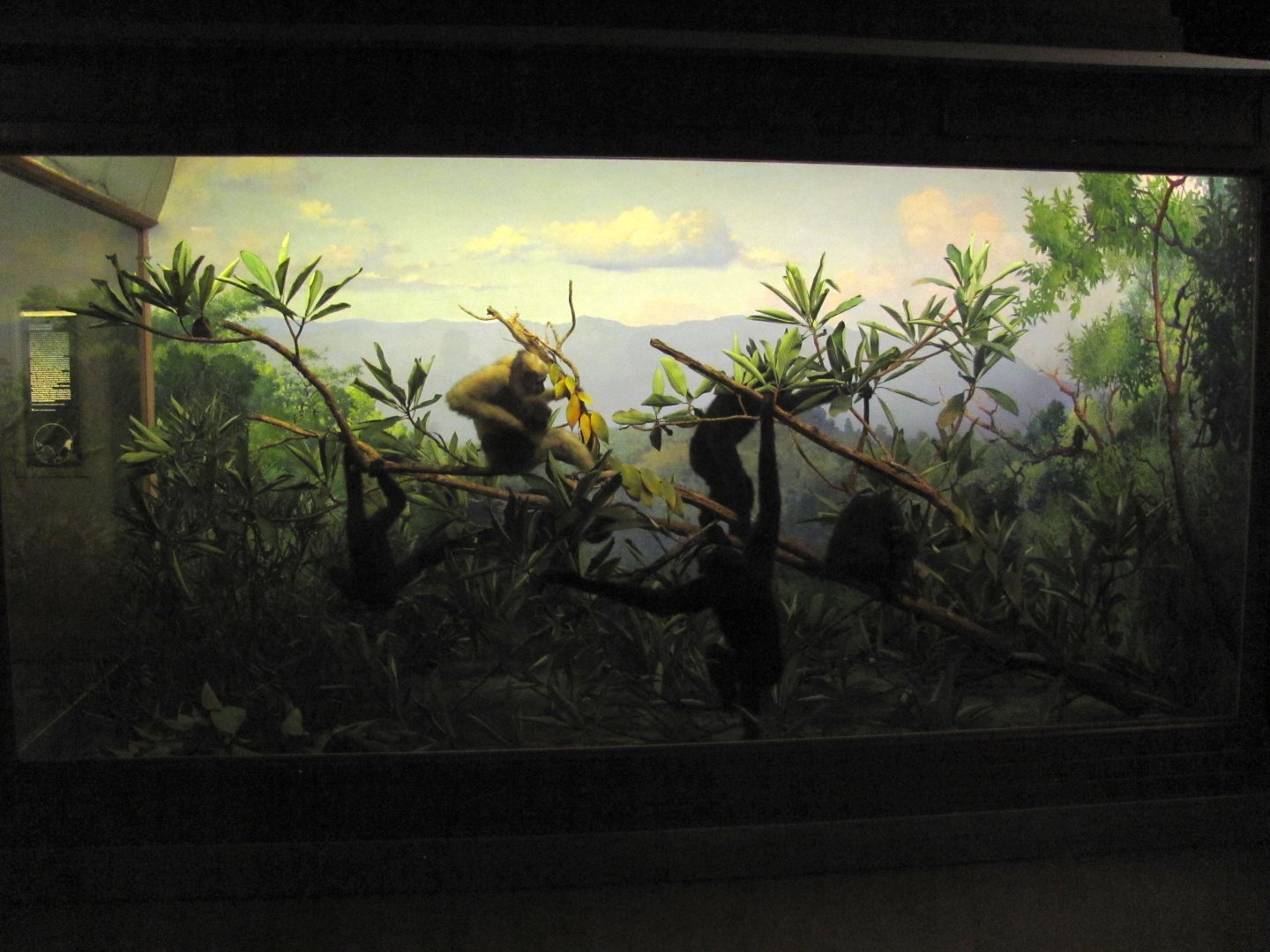 Vernay-Faunthorpe Hall of Asian Mammals Hoolock Gibbon Diorama