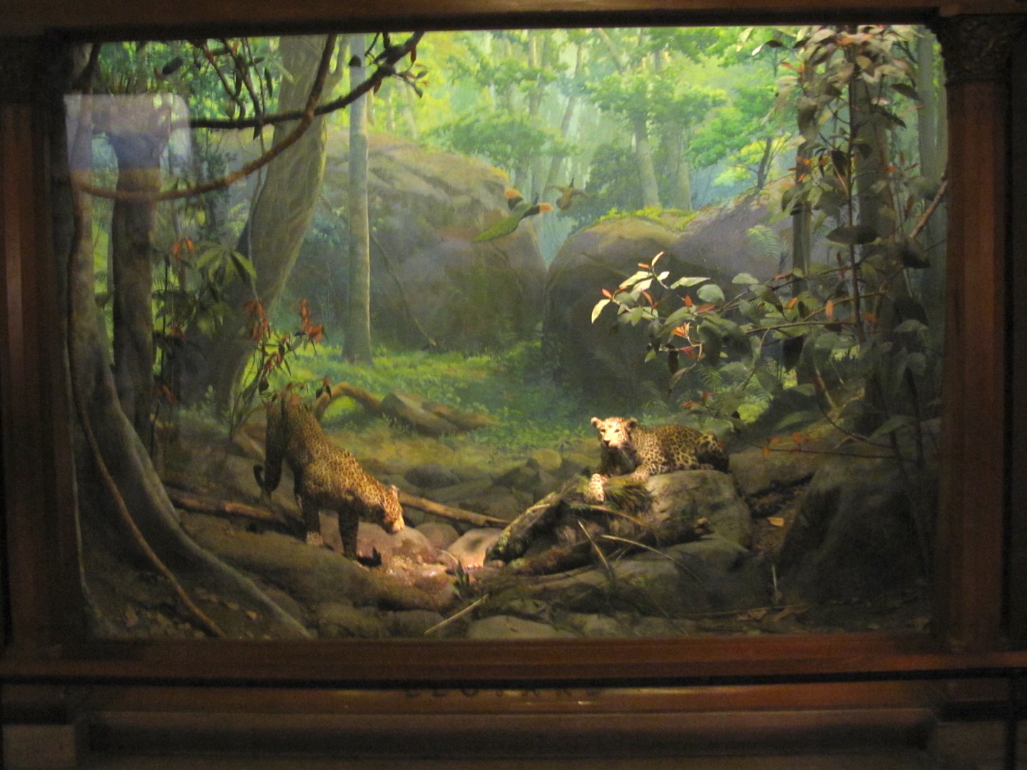 Vernay-Faunthorpe Hall of Asian Mammals Indian Leopard Diorama