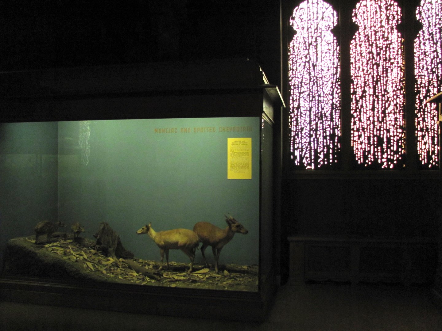 Vernay-Faunthorpe Hall of Asian Mammals Muntjac & Spotted Chevrotain