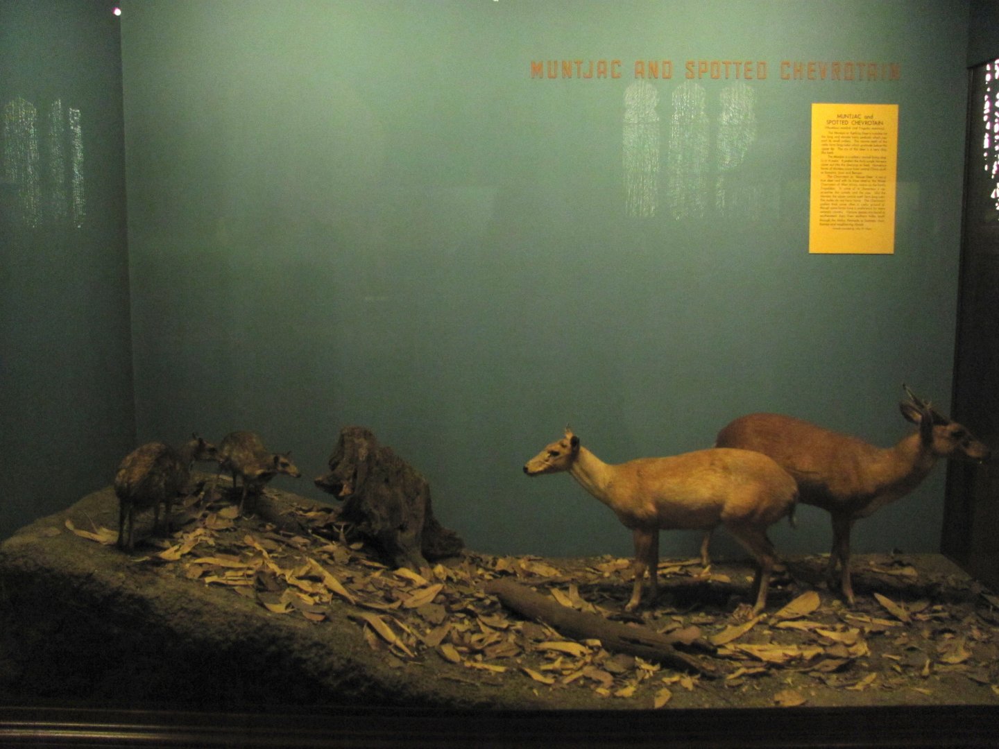 Vernay-Faunthorpe Hall of Asian Mammals Muntjac & Spotted Chevrotain