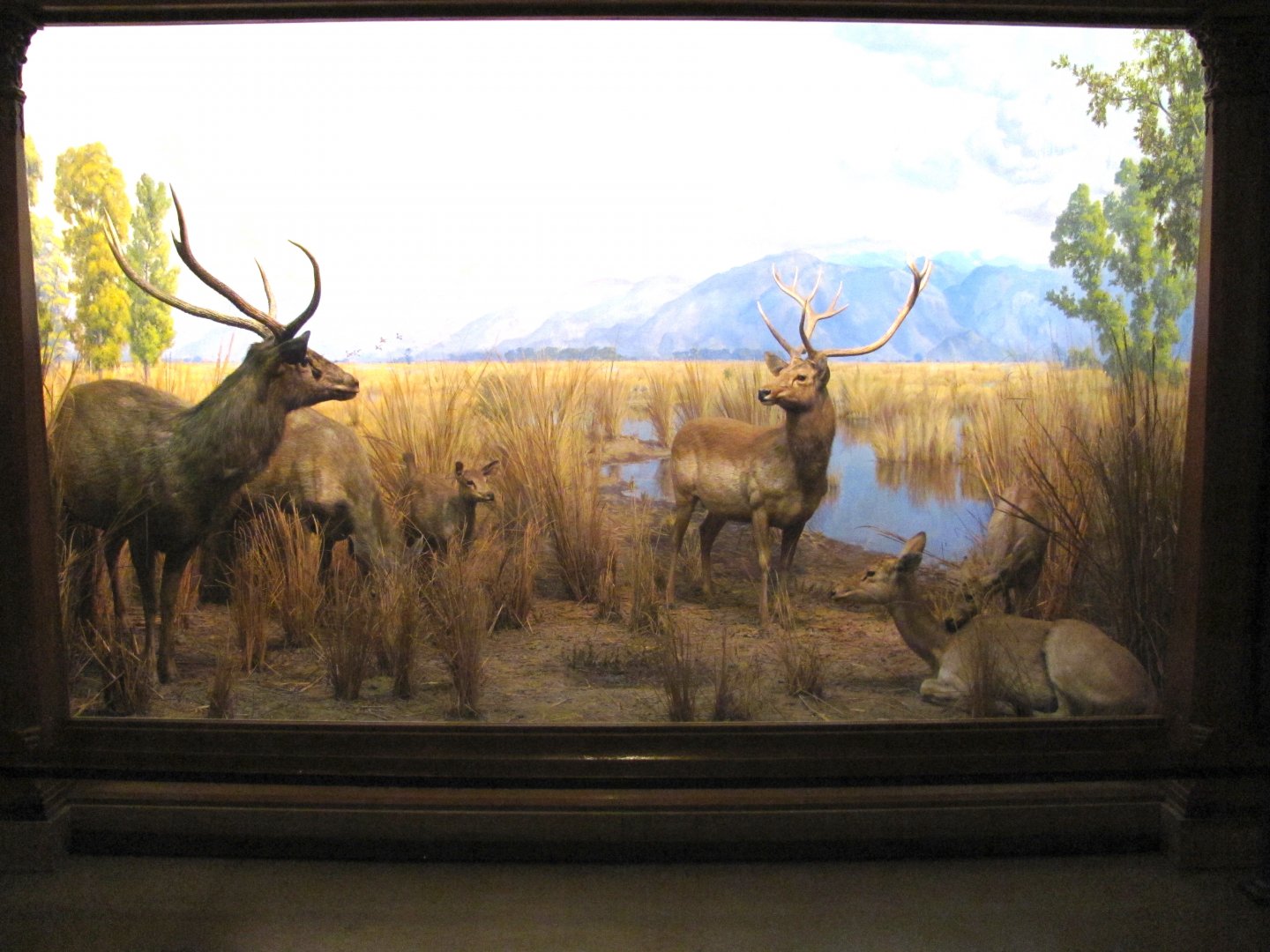 Vernay-Faunthorpe Hall of Asian Mammals Sambar & Swamp Deer Diorama