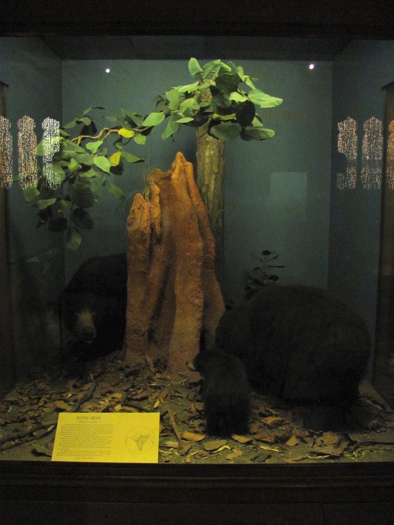 Vernay-Faunthorpe Hall of Asian Mammals Sloth Bear