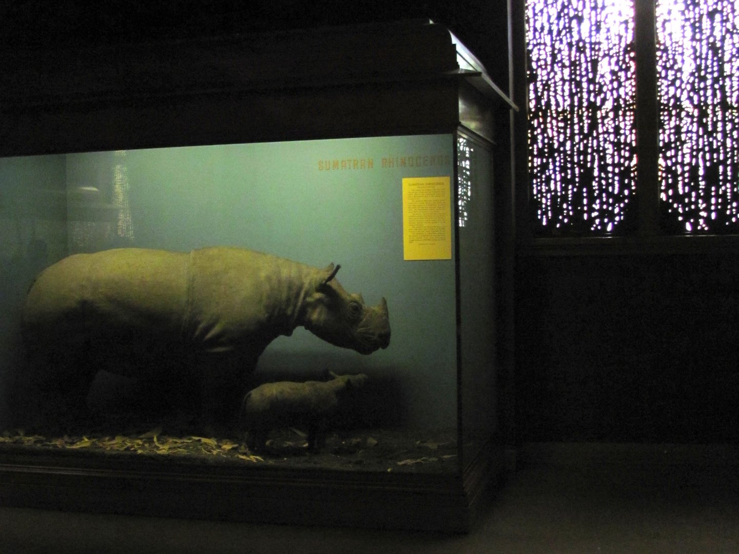 Vernay-Faunthorpe Hall of Asian Mammals Sumatran Rhinoceros