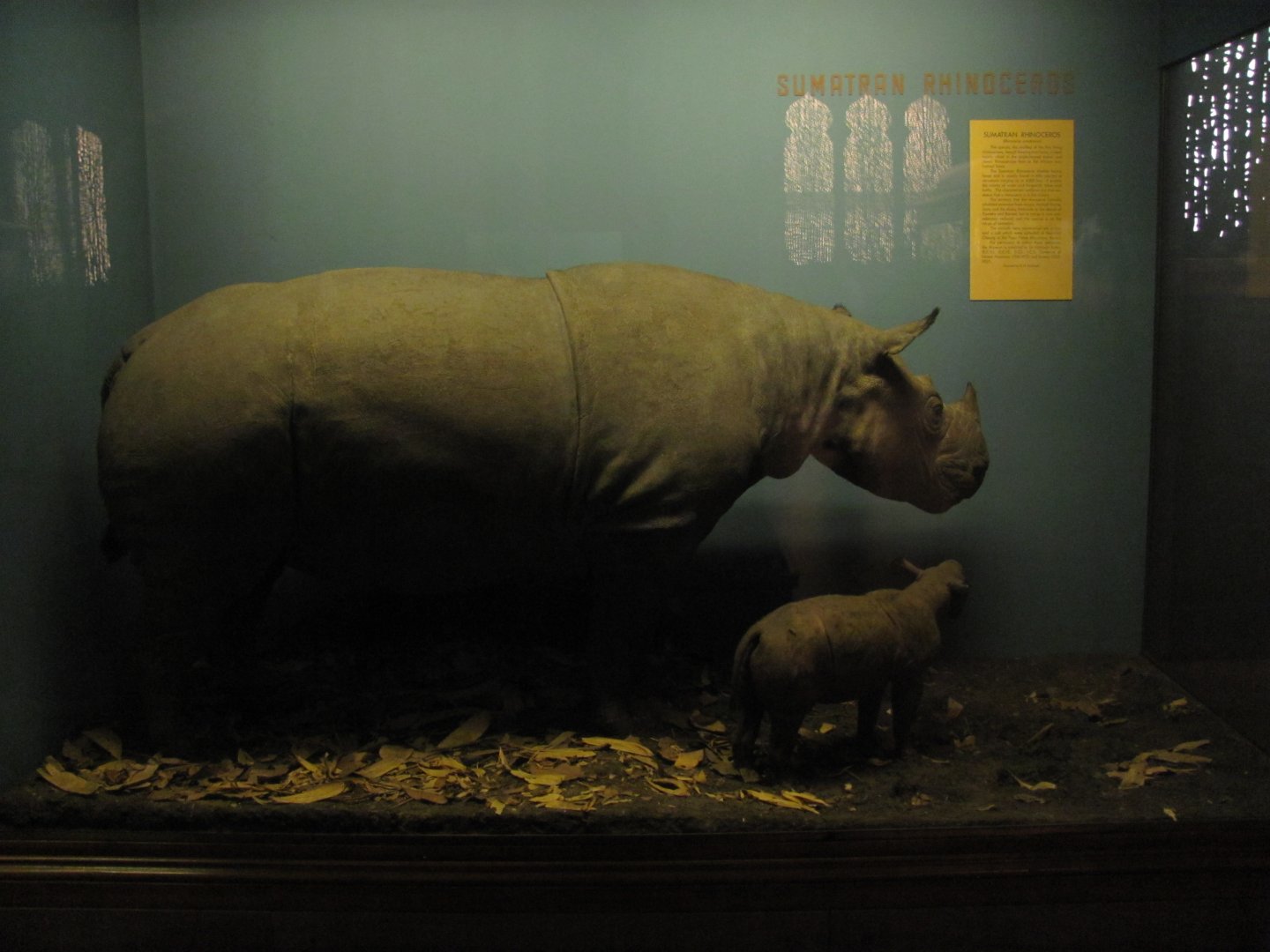 Vernay-Faunthorpe Hall of Asian Mammals Sumatran Rhinoceros