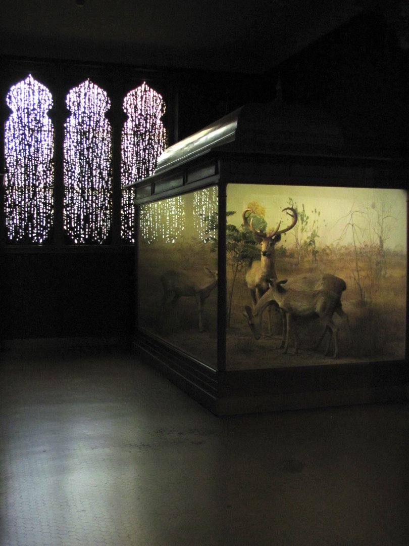 Vernay-Faunthorpe Hall of Asian Mammals Thamin Diorama