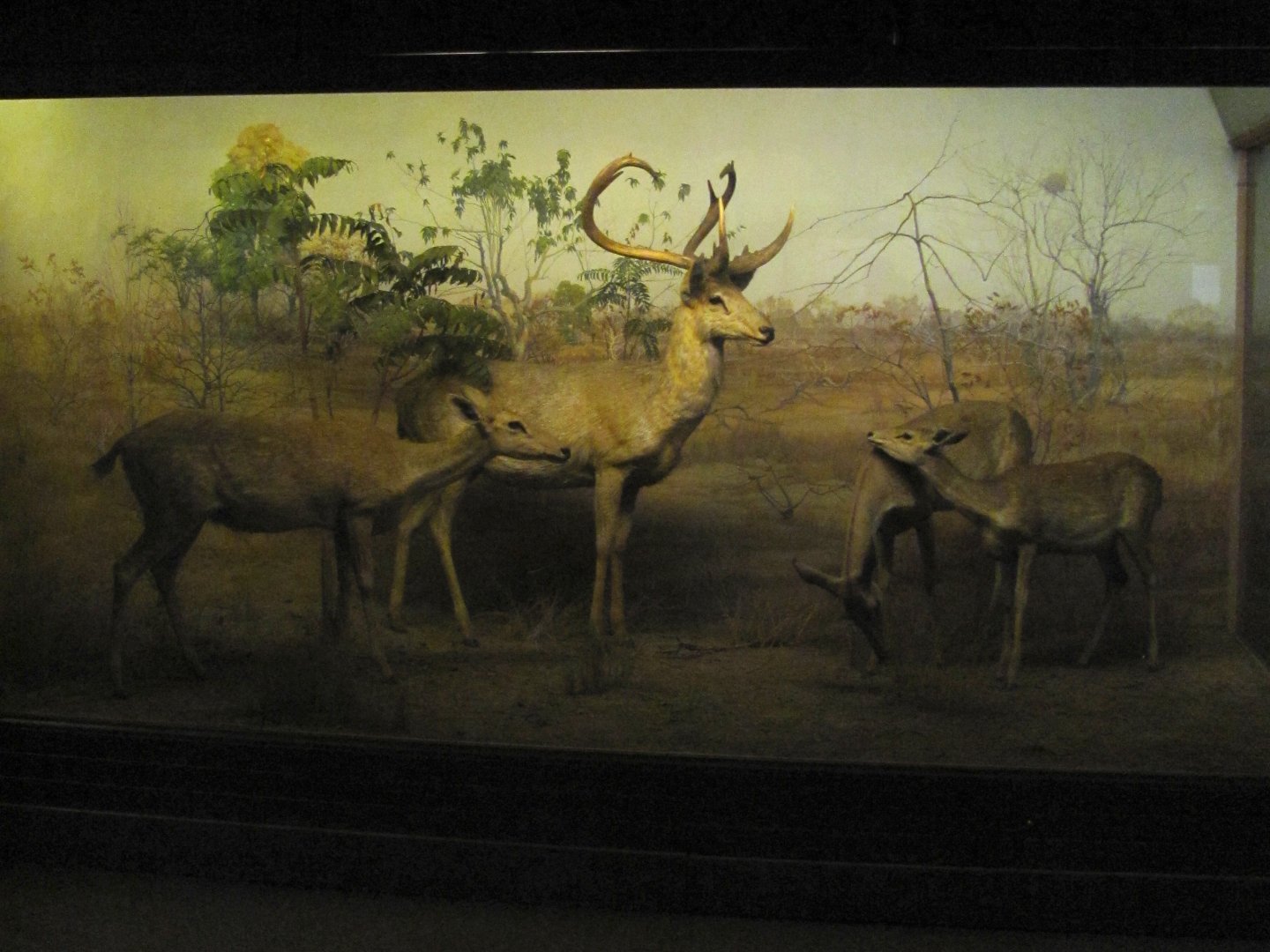 Vernay-Faunthorpe Hall of Asian Mammals Thamin Diorama
