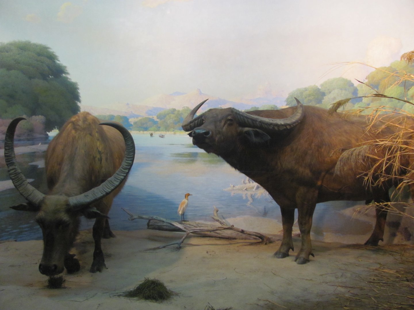 Vernay-Faunthorpe Hall of Asian Mammals Water Buffalo Diorama