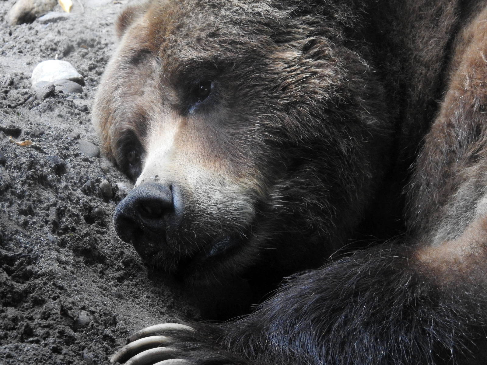 Veronica the Grizzly