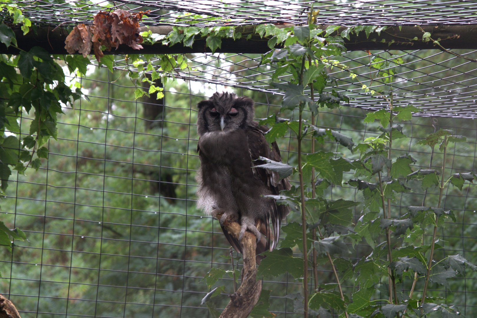 Verraux's Eagle-owl (Bubo lacteus), 11-09-25