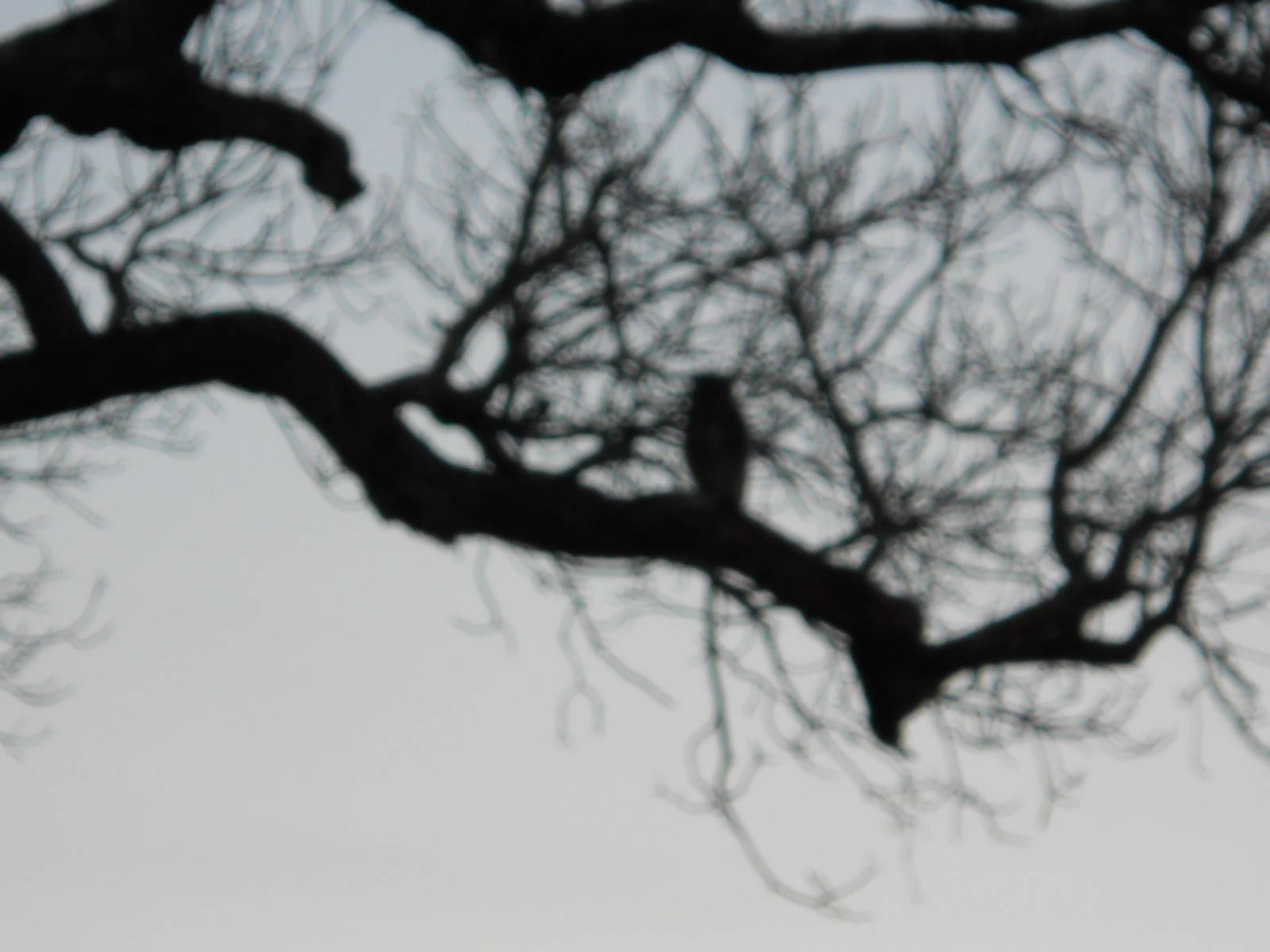 Verraux's eagle-owl, Kruger National Park