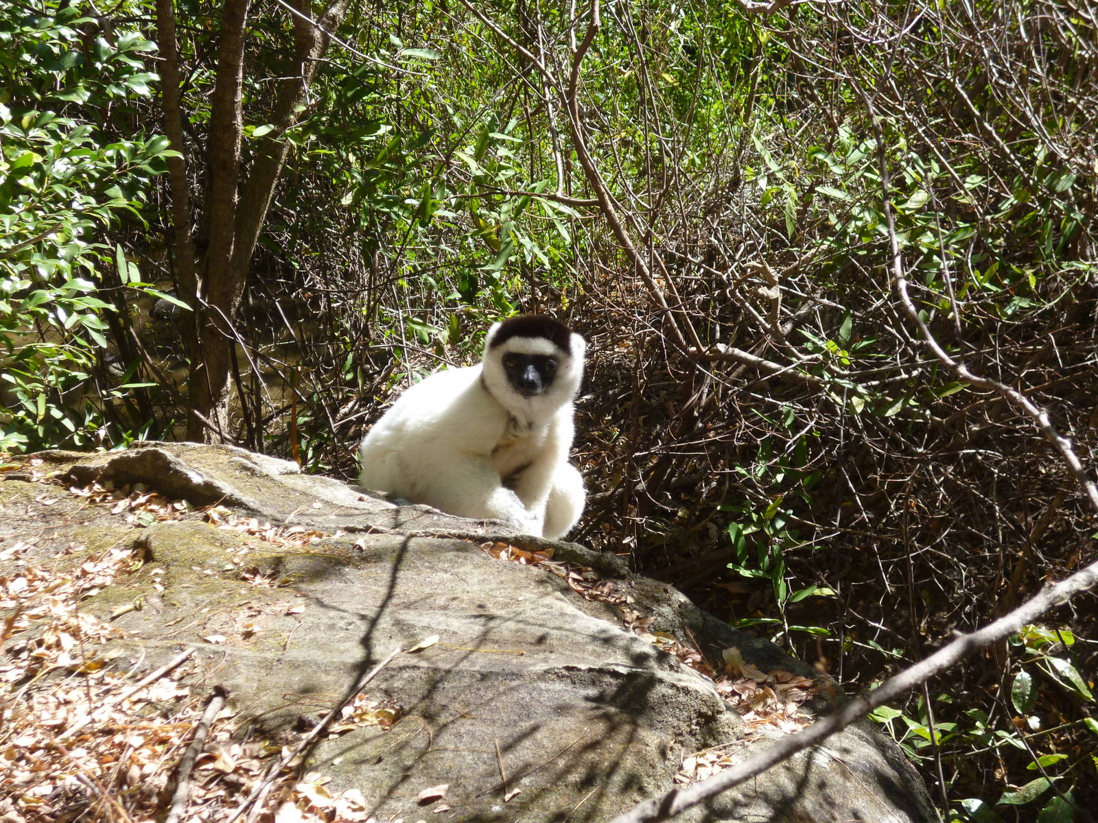 Verraux's Sifaka in Isalo