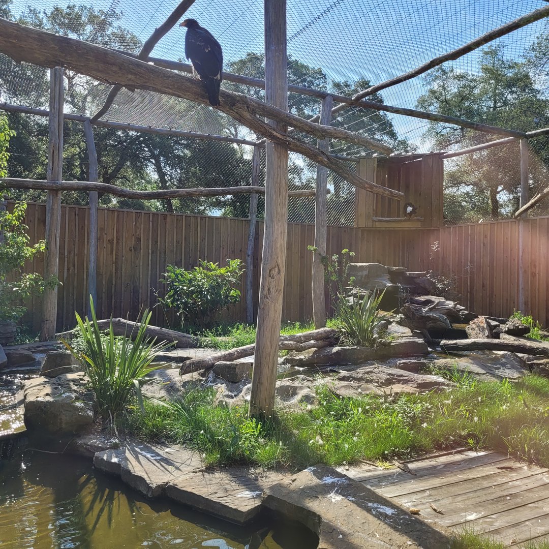 Verreaux eagle exhibit -Zoo de Labenne (2023)