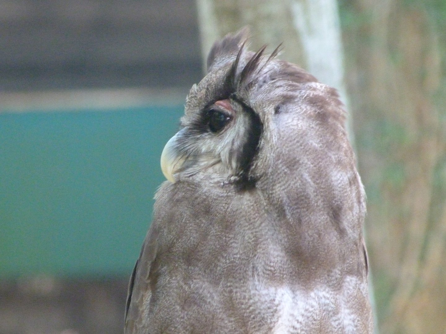 Verreaux eagle-owl -Parque de la Naturaleza de Cabárceno (2025)