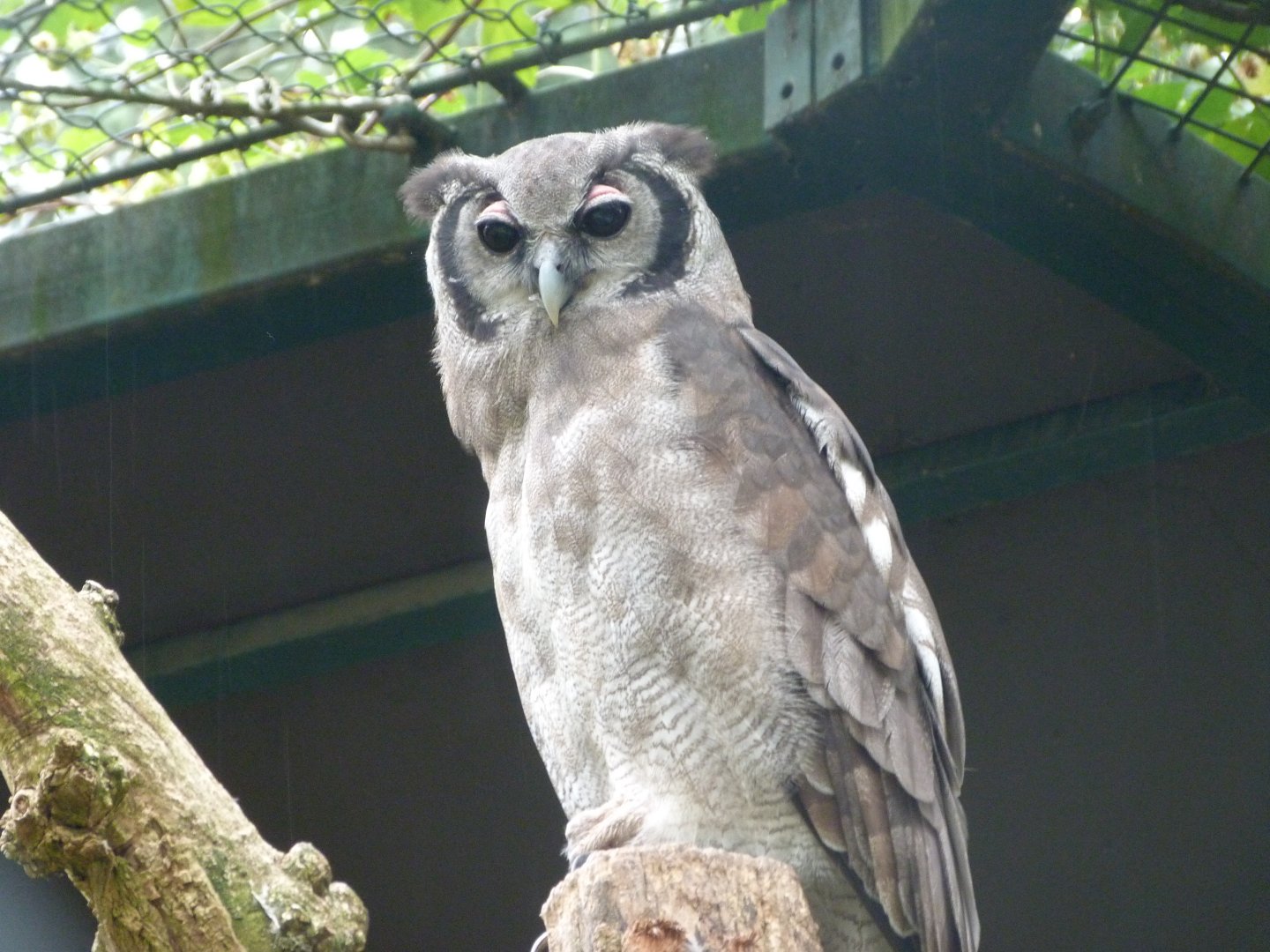 Verreaux eagle-owl -Tierpark Berlin (2024)