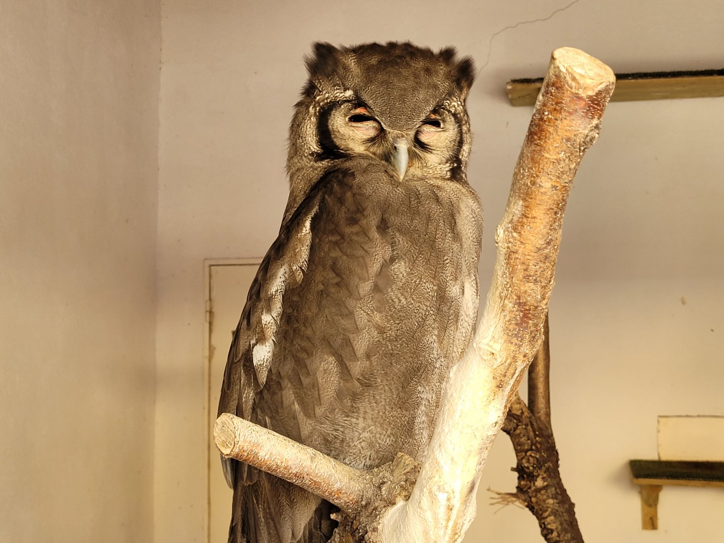 Verreaux eagle-owl -Tierra Rapaz (2024)