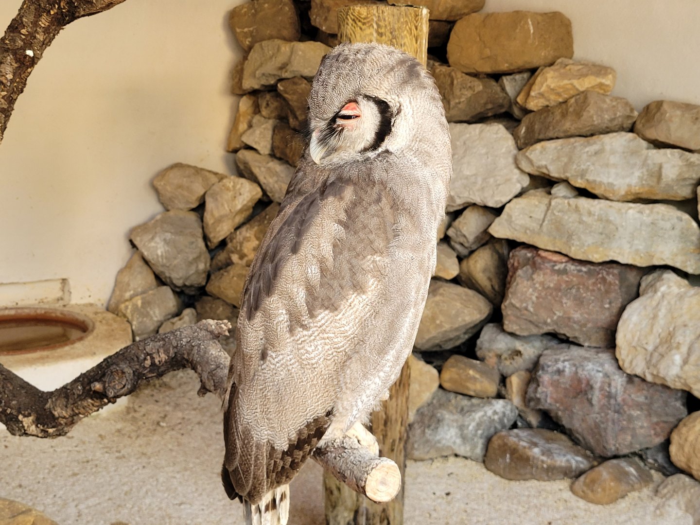 Verreaux eagle-owl -Tierra Rapaz (2024)