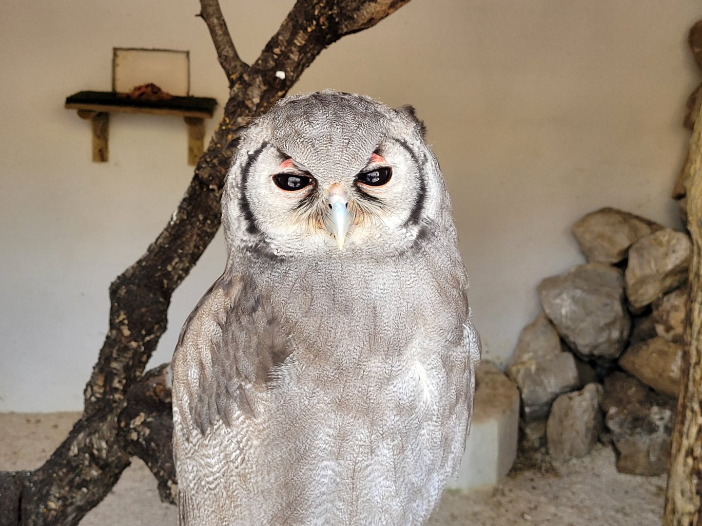 Verreaux eagle-owl -Tierra Rapaz (2024)