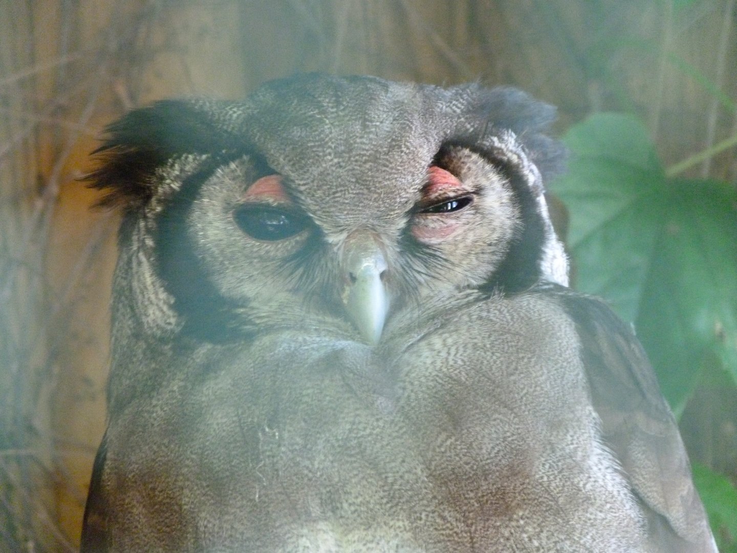 Verreaux eagle-owl -Zoo d'Asson (2025)