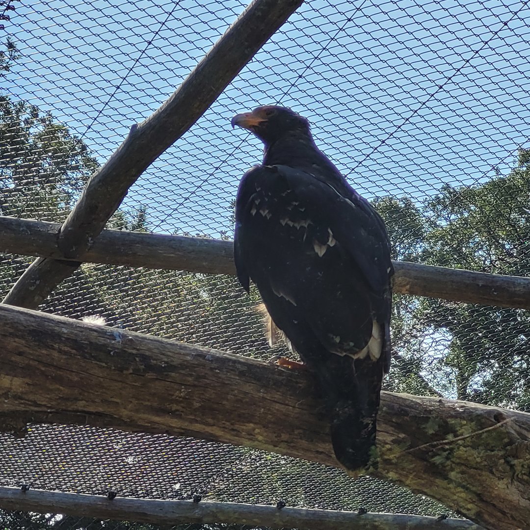 Verreaux eagle -Zoo de Labenne (2023)