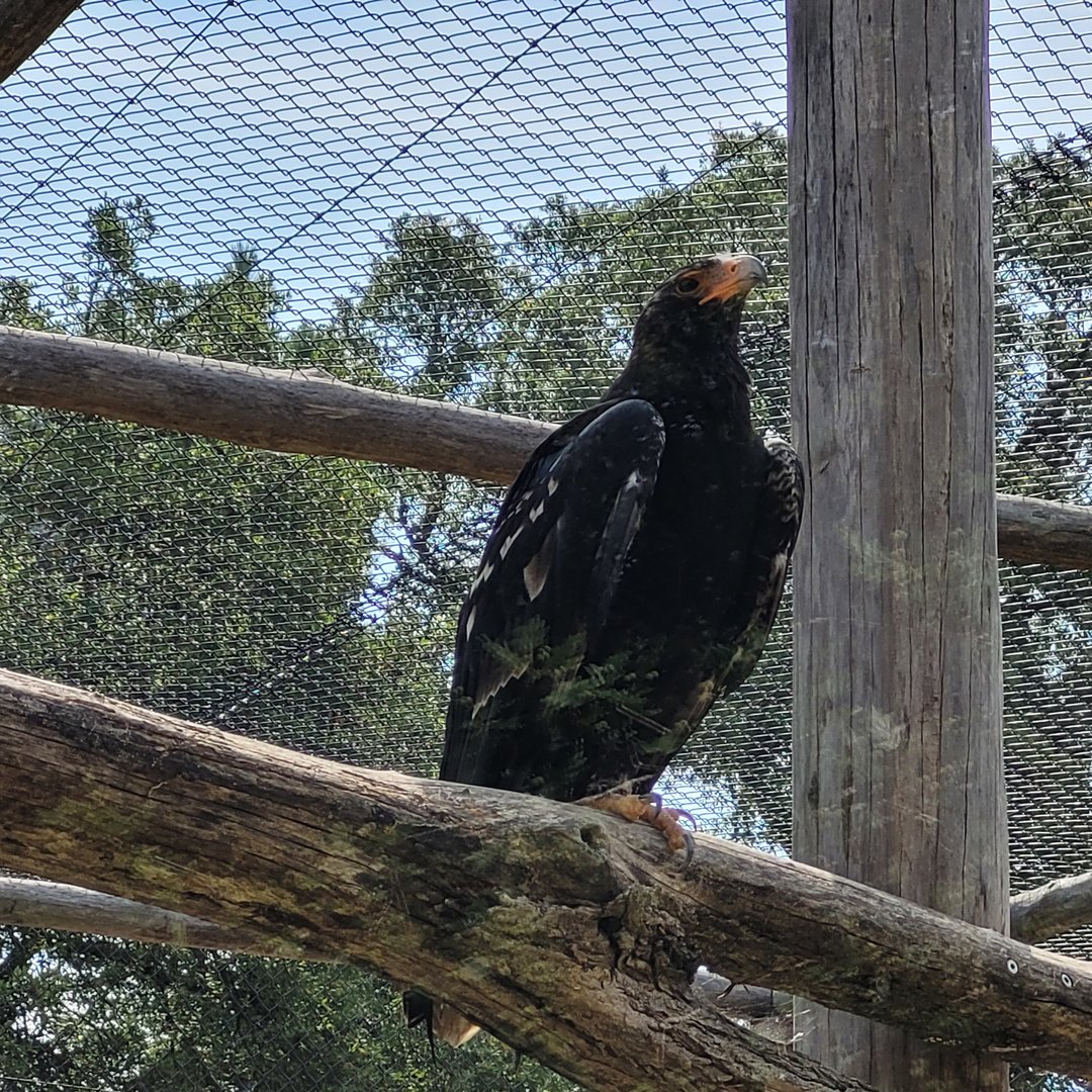 Verreaux eagle -Zoo de Labenne (2023)