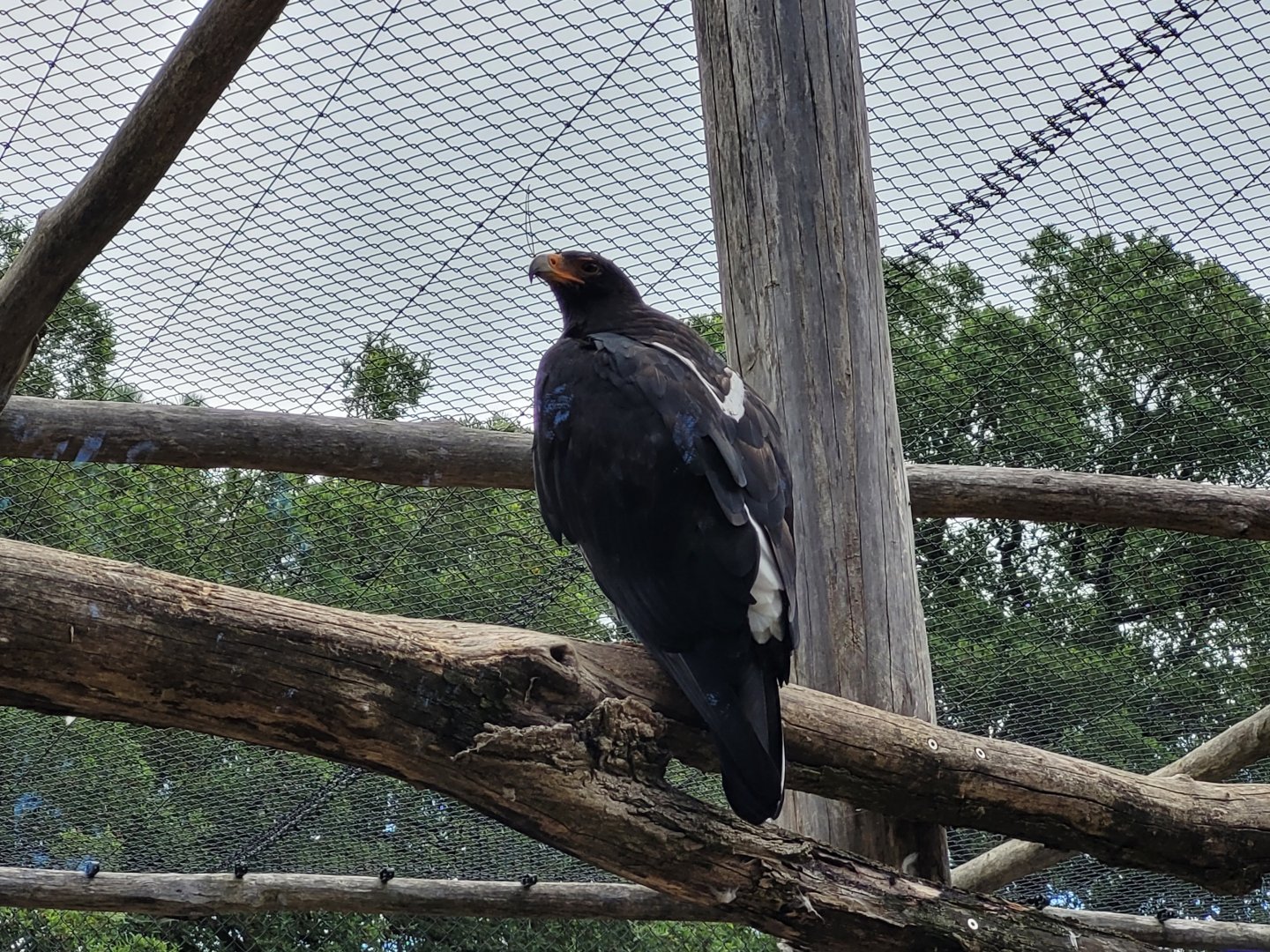 Verreaux eagle -Zoo de Labenne (2024)