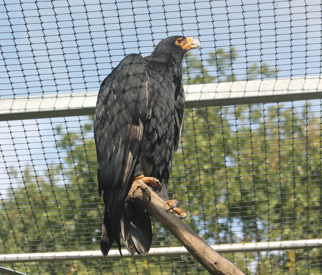 Verreaux eagle