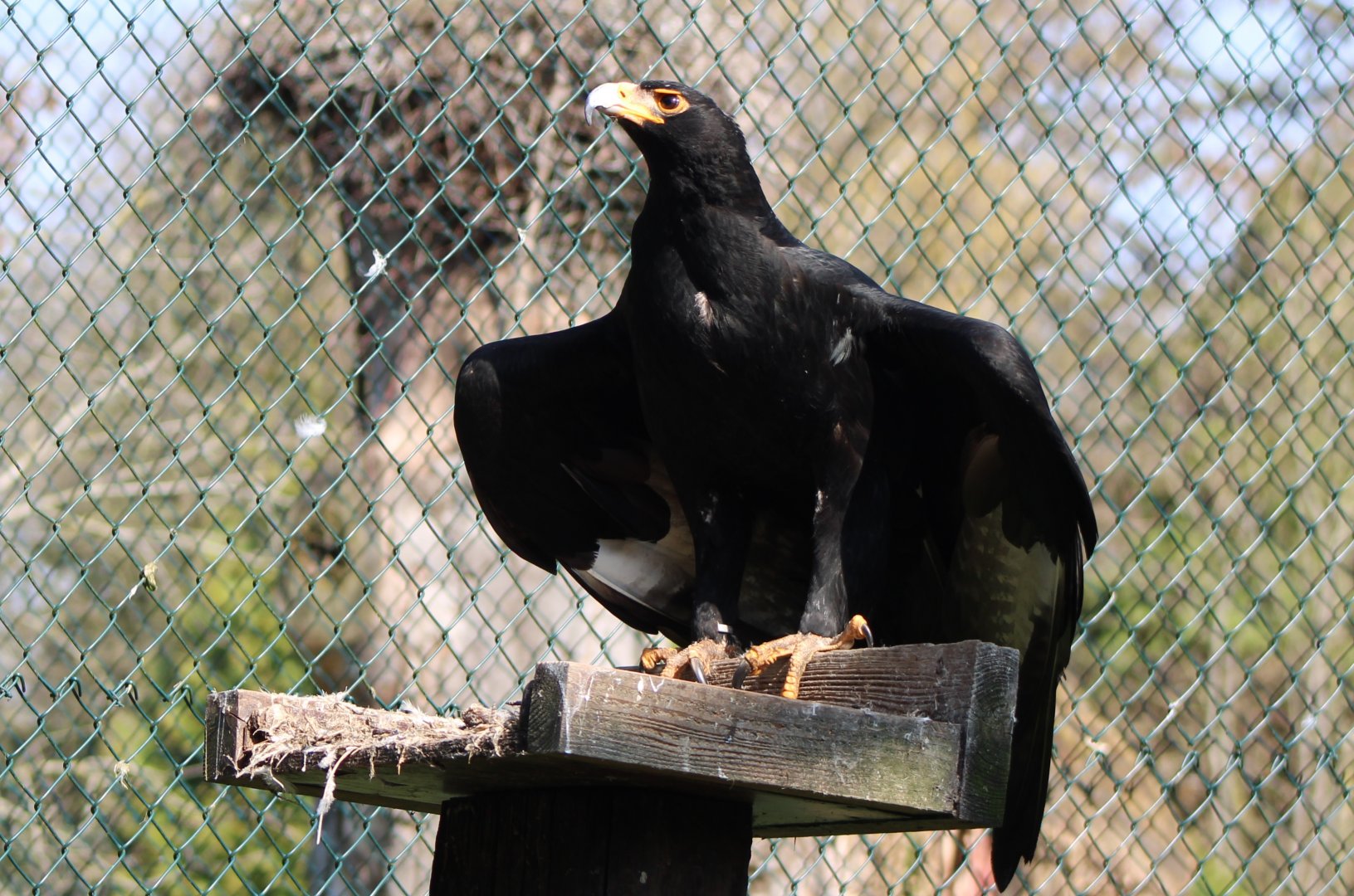 Verreaux eagle