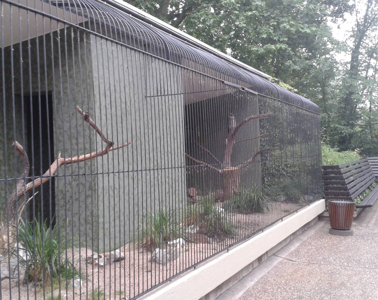 Verreaux"s eagle owl aviary
