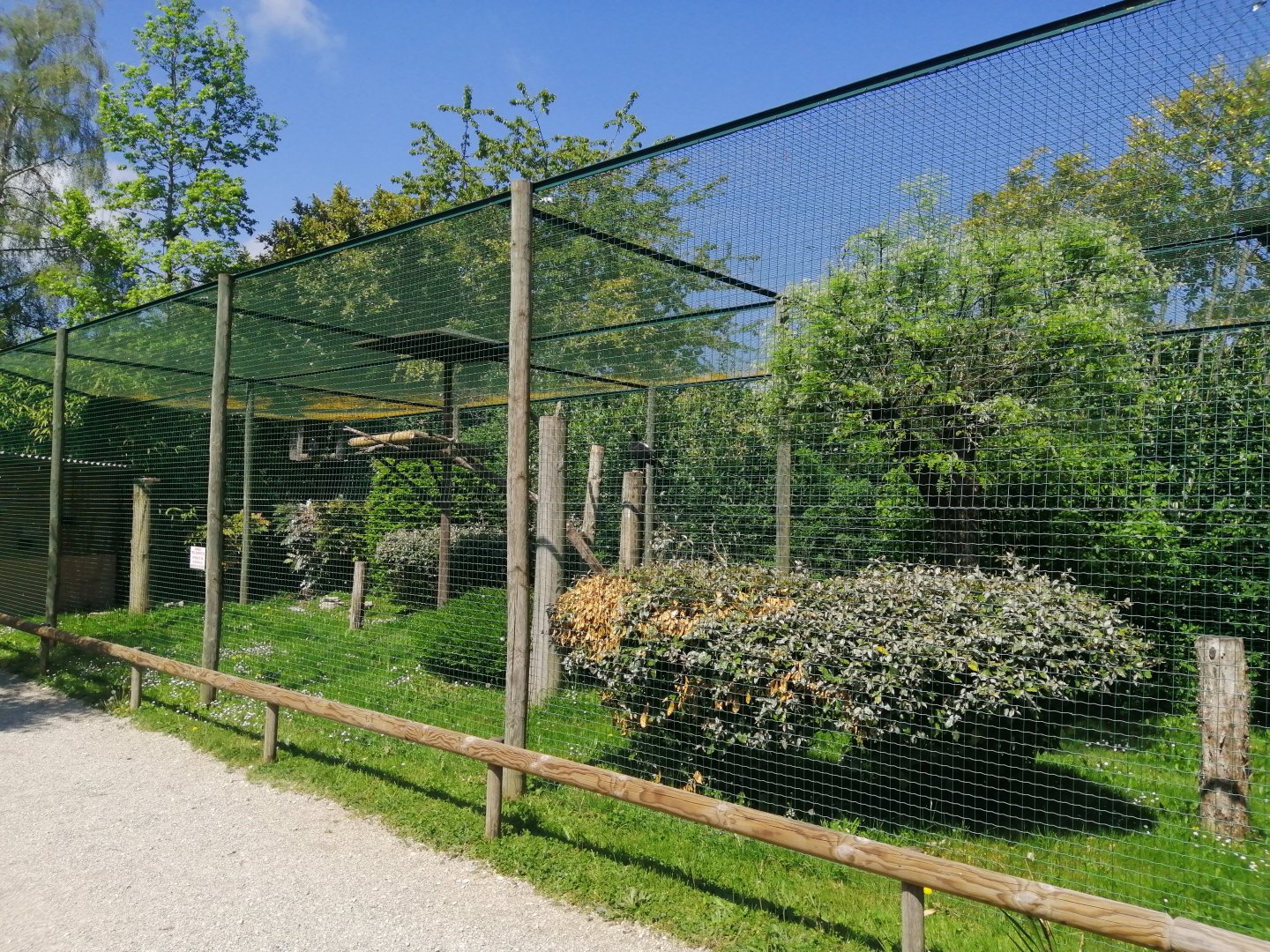 Verreaux 's eagle aviary