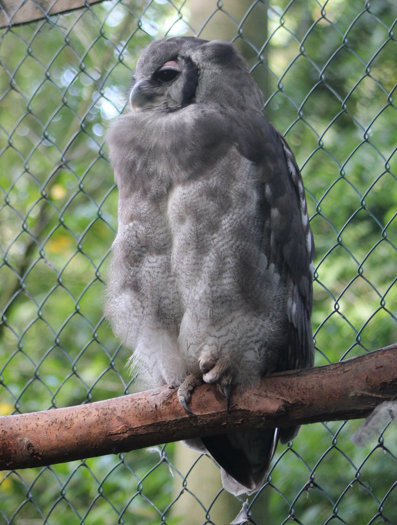Verreaux\s eagle-owl