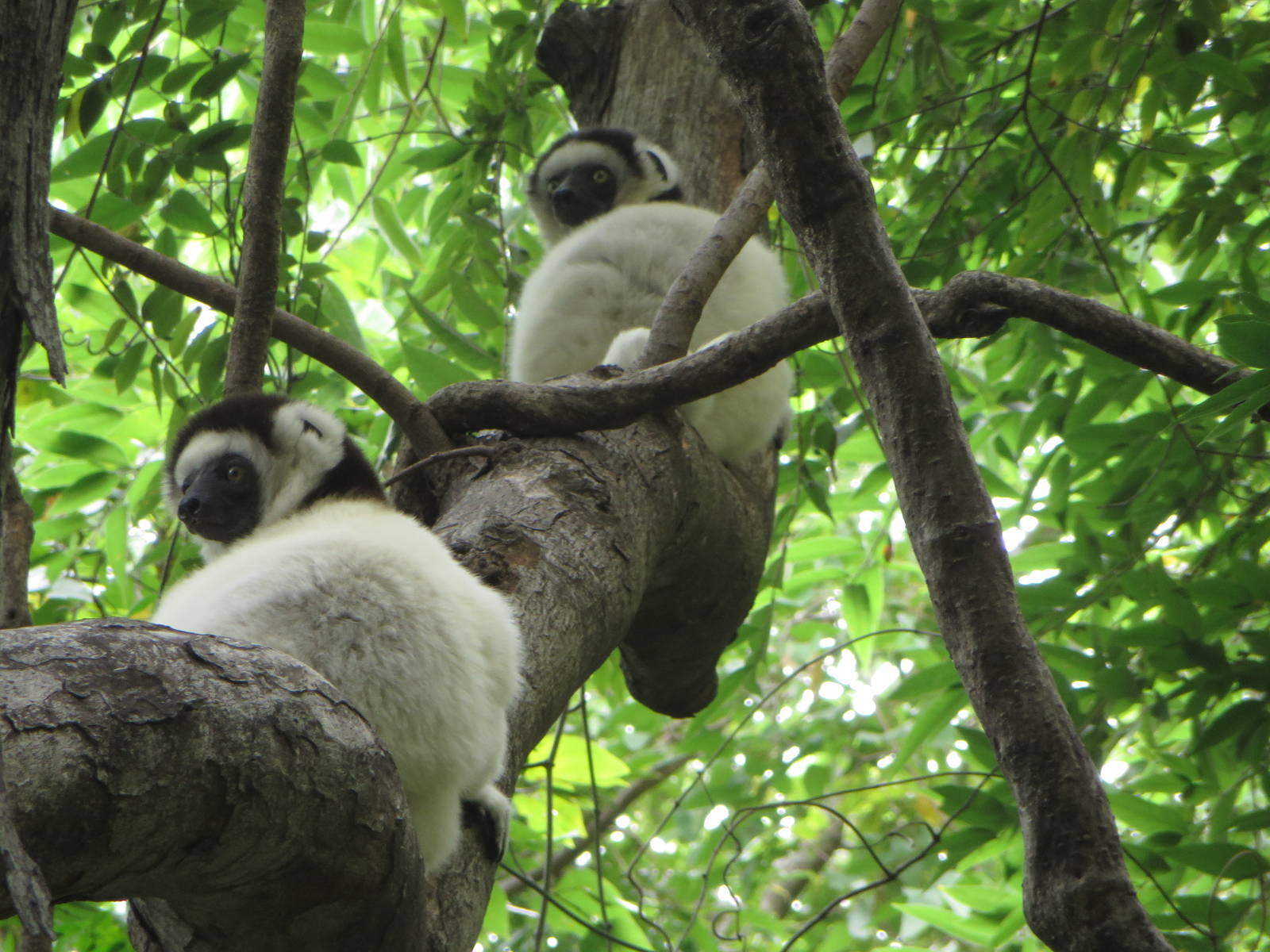 Verreaux sifaka