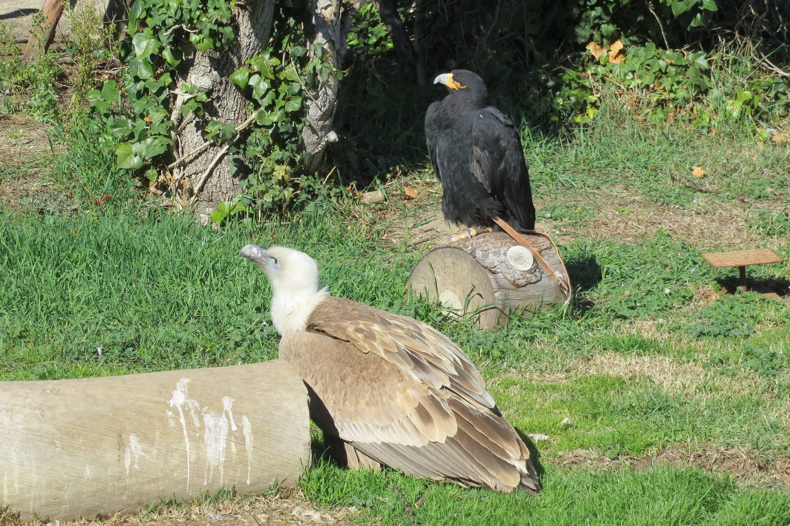 Verreauxs Eagle and Western Eurasian Griffon Vulture 150216