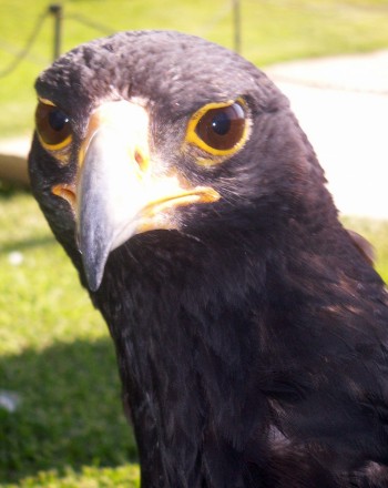Verreaux's Eagle (Aquila verreauxii)