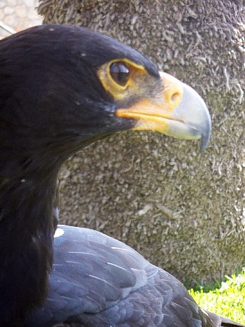 Verreaux's Eagle (Aquila verreauxii)