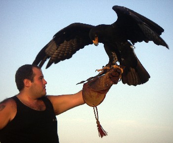 Verreaux's Eagle (Aquila verreauxii)