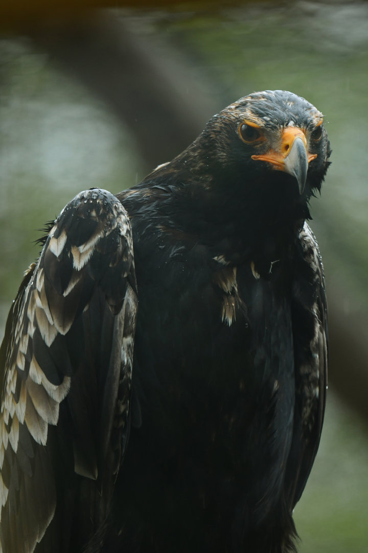 Verreaux's Eagle Aquila verreauxii