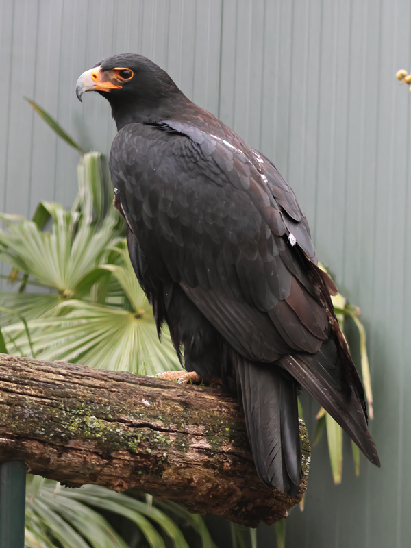 Verreaux's eagle (Aquila verreauxii)