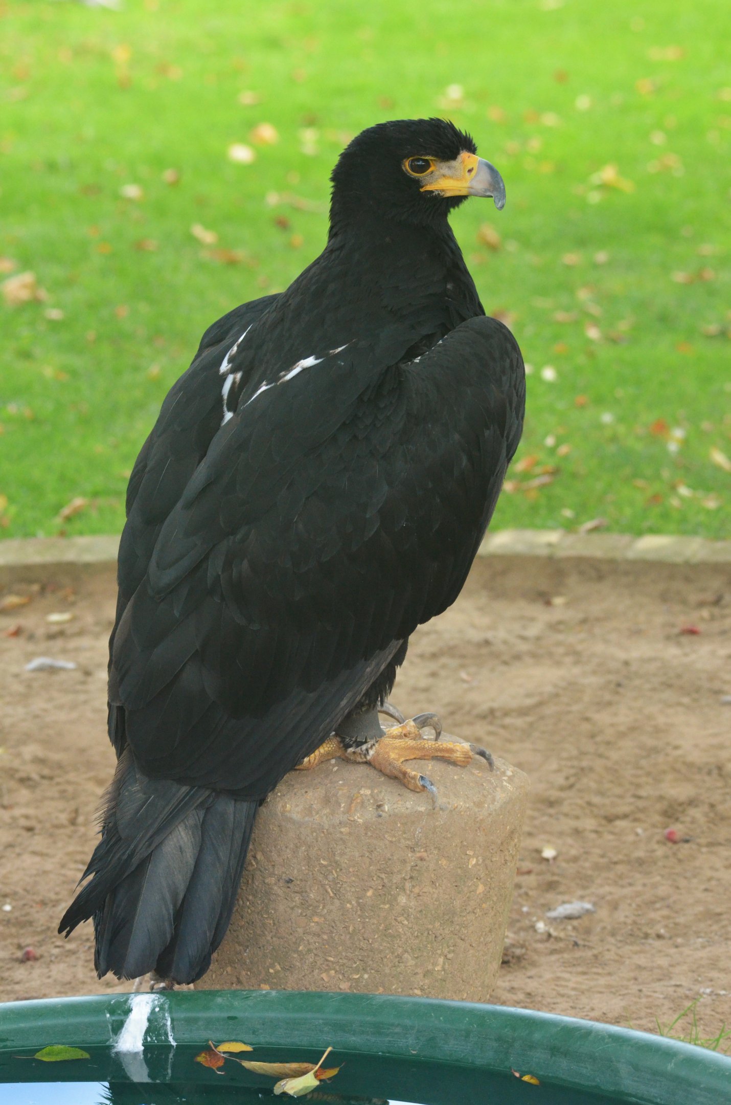 Verreaux's Eagle at ICBP Newent, 07/10/17