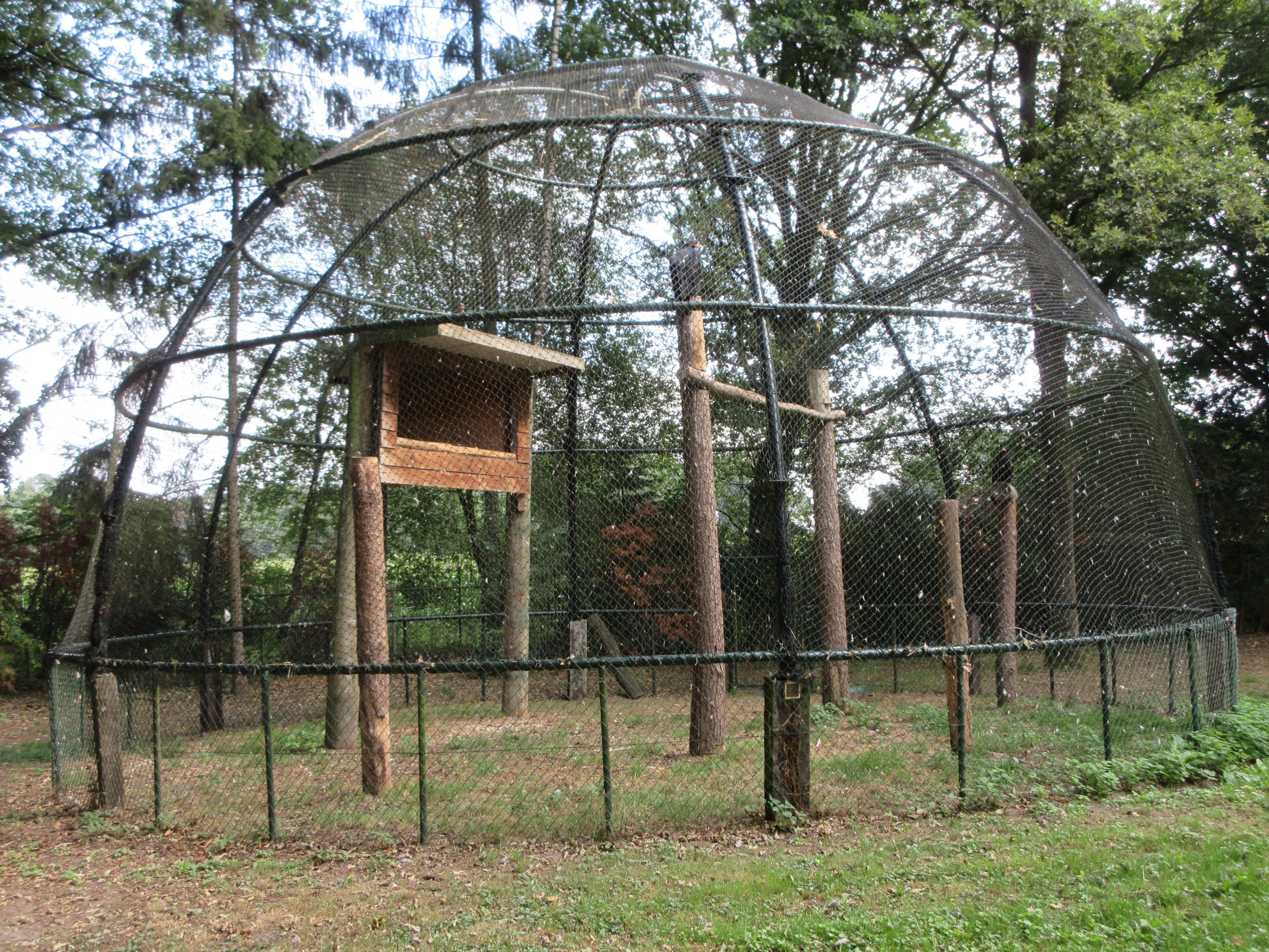 Verreaux's Eagle Aviary #1