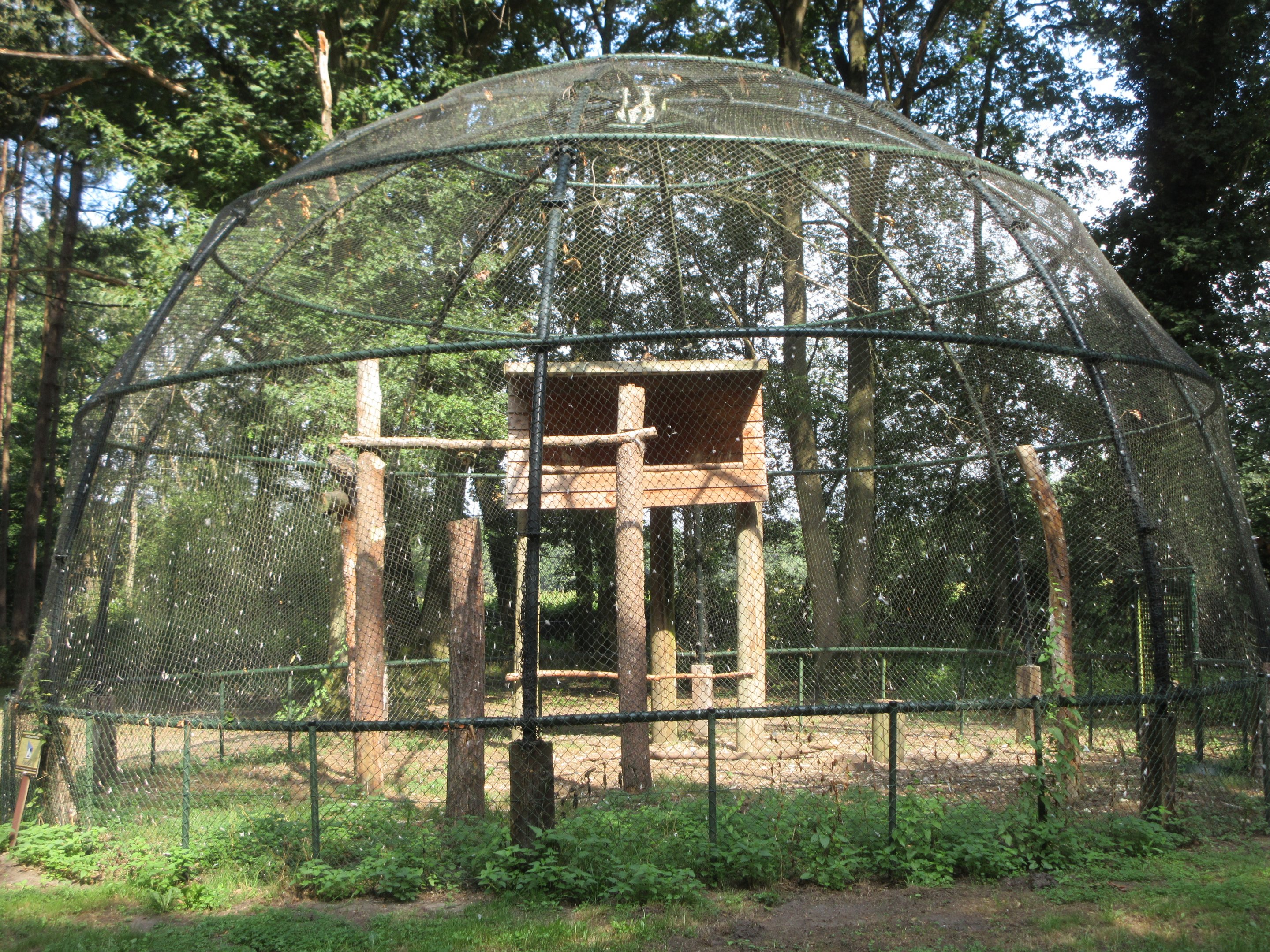 Verreaux's Eagle Aviary #2